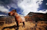 Daocheng Yading Nature Reserve