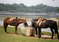 Two Horses at Daxu Old Town China