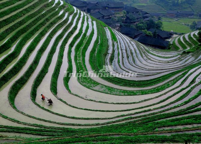 Longsheng Jinkeng Rice Terraced Fields