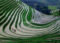Dazhai Village Rice Terrace Longsheng 