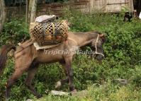 Horse at Dazhai Village Longsheng 