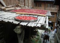 Dazhai Village Chili Longsheng 