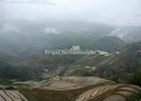 Longsheng Rice Terraces in Mist 