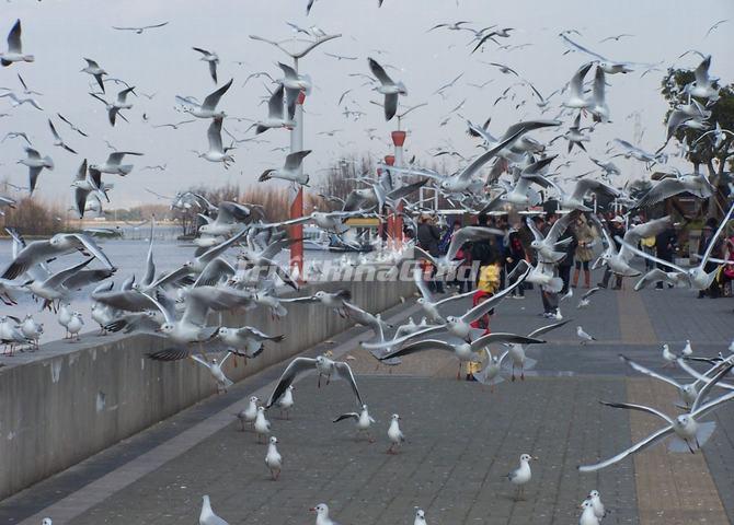 The Seagulls in Kunming Dian Lake