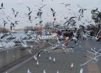 The Seagulls in Kunming Dian Lake 