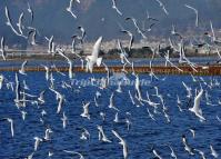 Dian Lake Kunming 