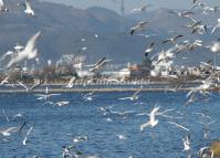 The Seagulls in Dianchi Lake Kunming