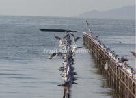 The Seagulls in Lake Dianchi China 