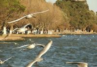 Dianchi Lake Kunming 