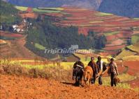 People Cultivate at Dongchuan Red Land 