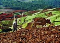 Dongchuan Red Land People's Life 