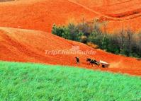 Dongchuan Red Land Kunming 