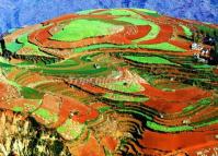 Dongchuan Red Land