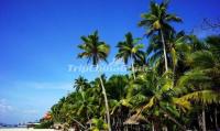 Haikou Dongjiao Coconut Plantation 