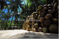 Dongjiao Coconut Plantation and Coconuts Haikou China