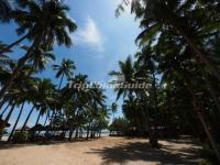 Beautiful Dongjiao Coconut Plantation Haikou