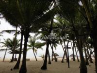 Dongjiao Coconut Plantation Scenery Haikou