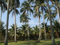 Attractive Dongjiao Coconut Plantation China