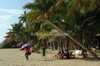 Dongjiao Coconut Plantation Landscape Haikou