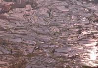 Yuanyang Duoyishu Rice Terraces