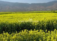 Eryuan Beautiful Rape Flower Yunnan