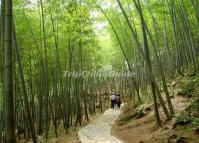 Feicui Valley Bamboo Trail Huangshan 