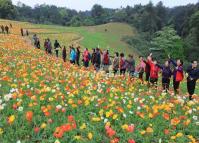 A Kind of Flower Festivals in Chengdu