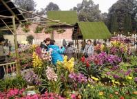 Chengdu Flower Plantations