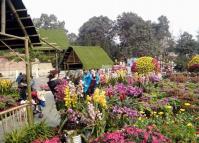 Beautiful Flowers in Chengdu