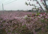 Chengdu International Peach Blossom Festival Sichuan