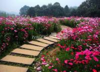 Flower Festivals in Chengdu