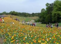 Tulip Festival in Chengdu