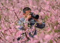 Chengdu International Peach Blossom Festival