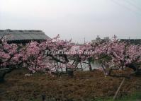 Chengdu International Peach Blossom Festival in Chengdu Longquan Mountain