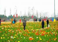 Chengdu Shixiang Lake Tulip Festival