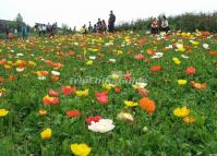 Beautiful Flower Festivals in Chengdu