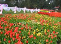 Shixiang Lake Tulip Festival in Chengdu