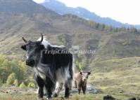 Four Girls Mountain China