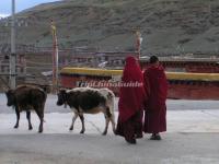 The Yaks and Lamas in Ganden Thubchen Choekhorling Monastery 