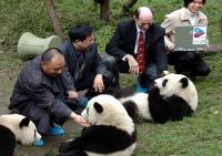 Visit Panda in Chengdu