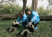 Tourists Visit Giant Pandas at Chengdu Research Base