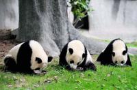 Giant Pandas Eating