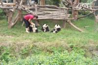 Beautiful Giant Pandas at Chengdu Base