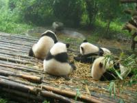 Giant Pandas Eating at Chengdu Research Base