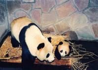 The Giant Pandas  