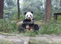 Cute Giant Panda