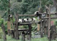 Pandas in china