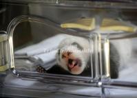Giant Panda Cub 