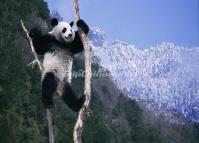 China Giant Panda 