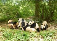 Giant pandas  